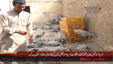 Dera Ismail Khan- Wild Life in Action, 54 Cranes Recovered
