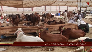 Karachi- Eid-ul-Adha Preparations, Cattle Market