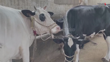 Karachi- Corona virus, sell animals in cattle markets as well as farmhouses