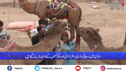 Karachi- Camel market in Karachi